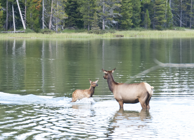 Tetons elk and calf 2015-08-09_22