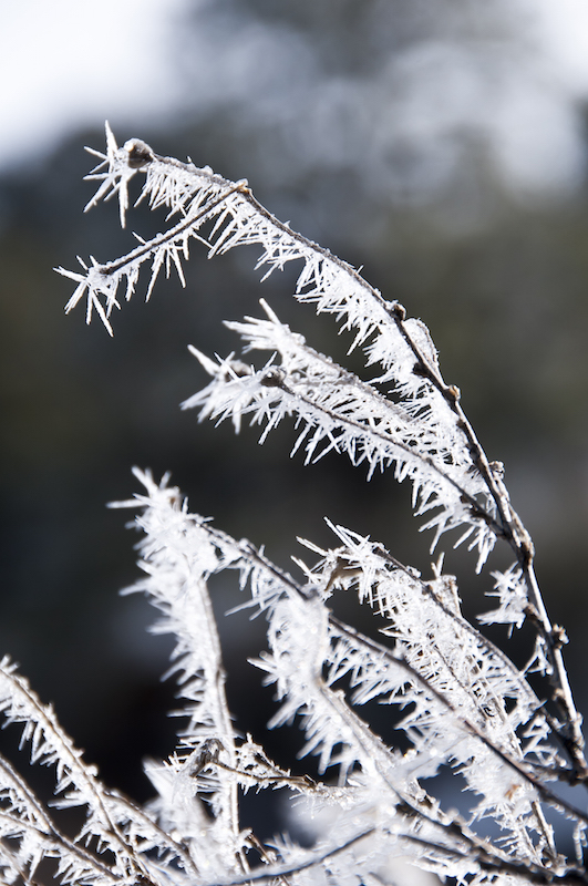 5 Gila frost 2015-01-02_18
