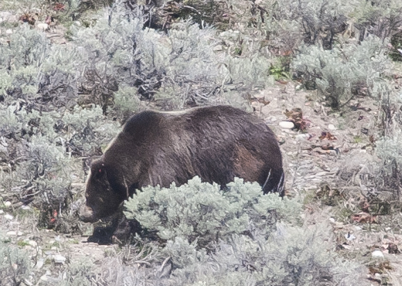 04 Tetons Grizzly 2017-04-19